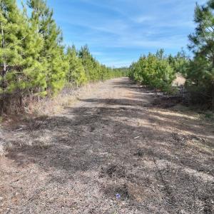 Photo #20 of Off Old Washington Rd, Vanceboro, NC 43.0 acres