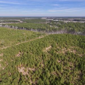Photo #4 of Off Old Washington Rd, Vanceboro, NC 43.0 acres