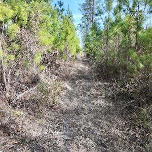 Photo #21 of Off Old Washington Rd, Vanceboro, NC 43.0 acres