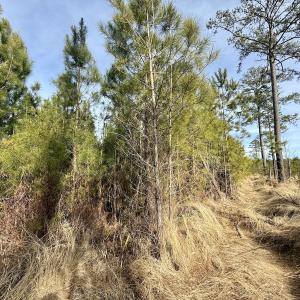 Photo #23 of Off Old Washington Rd, Vanceboro, NC 43.0 acres
