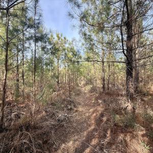 Photo #24 of Off Old Washington Rd, Vanceboro, NC 43.0 acres