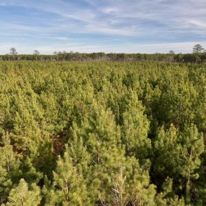 Photo #25 of Off Old Washington Rd, Vanceboro, NC 43.0 acres