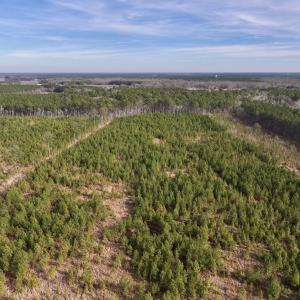 Photo #26 of Off Old Washington Rd, Vanceboro, NC 43.0 acres