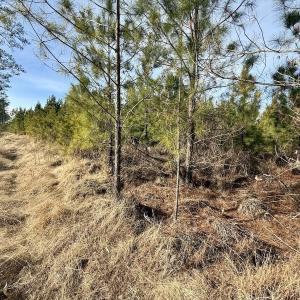 Photo #28 of Off Old Washington Rd, Vanceboro, NC 43.0 acres