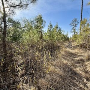 Photo #30 of Off Old Washington Rd, Vanceboro, NC 43.0 acres