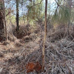 Photo #31 of Off Old Washington Rd, Vanceboro, NC 43.0 acres