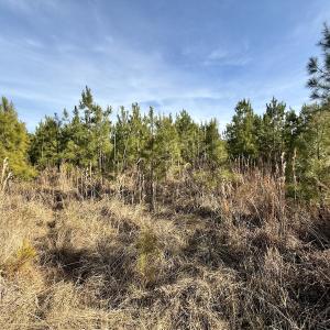 Photo #32 of Off Old Washington Rd, Vanceboro, NC 43.0 acres