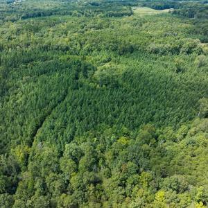 Photo #7 of Off Scott Rd, Semora, NC 69.0 acres