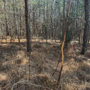 Photo #10 of Off Scott Rd, Semora, NC 69.0 acres