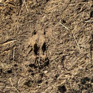 Photo #14 of Off Scott Rd, Semora, NC 69.0 acres