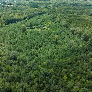 Photo #15 of Off Scott Rd, Semora, NC 69.0 acres