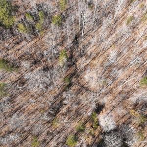 Photo #20 of Off Scott Rd, Semora, NC 69.0 acres