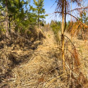 Photo #26 of Off Scott Rd, Semora, NC 69.0 acres