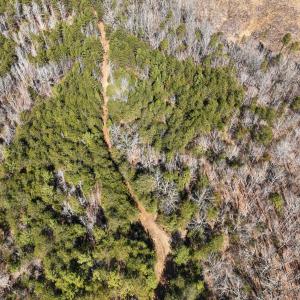 Photo #33 of Off Scott Rd, Semora, NC 69.0 acres