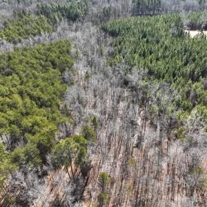 Photo #44 of Off Scott Rd, Semora, NC 69.0 acres