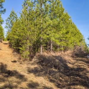 Photo #45 of Off Scott Rd, Semora, NC 69.0 acres