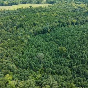 Photo #50 of Off Scott Rd, Semora, NC 69.0 acres