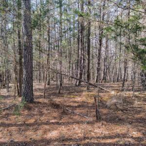 Photo #51 of Off Scott Rd, Semora, NC 69.0 acres