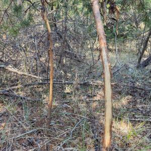 Photo #53 of Off Scott Rd, Semora, NC 69.0 acres