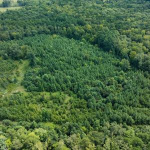 Photo #54 of Off Scott Rd, Semora, NC 69.0 acres