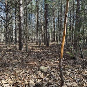 Photo #55 of Off Scott Rd, Semora, NC 69.0 acres