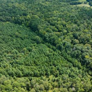 Photo #56 of Off Scott Rd, Semora, NC 69.0 acres