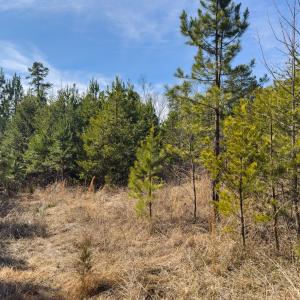 Photo #59 of Off Scott Rd, Semora, NC 69.0 acres