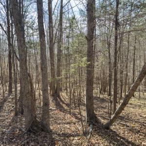 Photo #61 of Off Scott Rd, Semora, NC 69.0 acres
