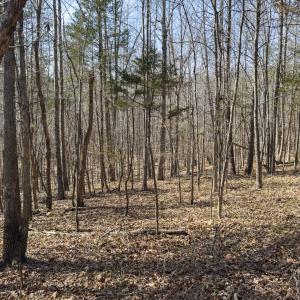 Photo #63 of Off Scott Rd, Semora, NC 69.0 acres