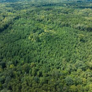 Photo #64 of Off Scott Rd, Semora, NC 69.0 acres