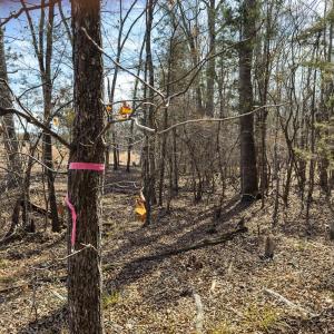 Photo #65 of Off Scott Rd, Semora, NC 69.0 acres