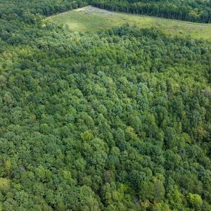 Photo #66 of Off Scott Rd, Semora, NC 69.0 acres