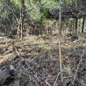 Photo #67 of Off Scott Rd, Semora, NC 69.0 acres