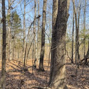Photo #69 of Off Scott Rd, Semora, NC 69.0 acres