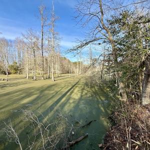 Photo #15 of Off Fork Rd, Tyner, NC 27.0 acres