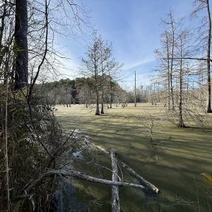 Photo #16 of Off Fork Rd, Tyner, NC 27.0 acres