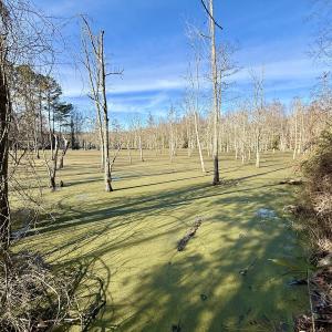 Photo #8 of Off Fork Rd, Tyner, NC 27.0 acres