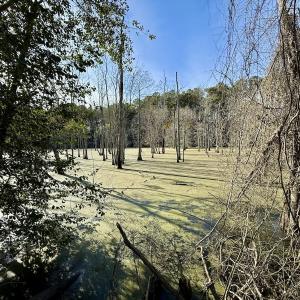 Photo #9 of Off Fork Rd, Tyner, NC 27.0 acres