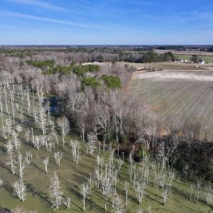 Photo #10 of Off Fork Rd, Tyner, NC 27.0 acres