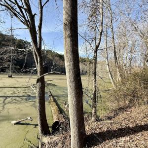 Photo #36 of Off Fork Rd, Tyner, NC 27.0 acres