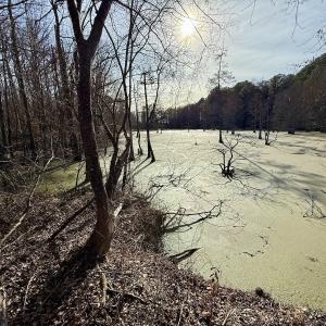 Photo #37 of Off Fork Rd, Tyner, NC 27.0 acres