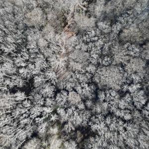 Photo #10 of 431 Icaria Rd, Tyner, NC 72.0 acres