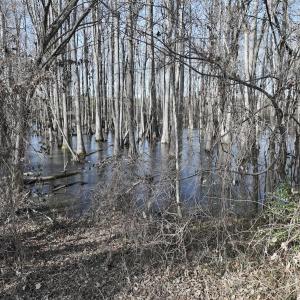 Photo #20 of 431 Icaria Rd, Tyner, NC 72.0 acres