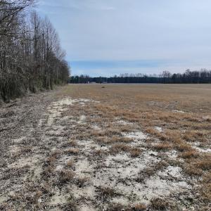 Photo #22 of 431 Icaria Rd, Tyner, NC 72.0 acres