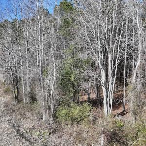Photo #28 of 431 Icaria Rd, Tyner, NC 72.0 acres