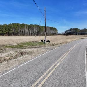 Photo #36 of 431 Icaria Rd, Tyner, NC 72.0 acres