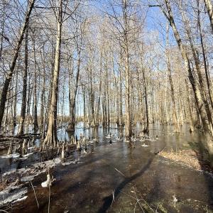 Photo #40 of 431 Icaria Rd, Tyner, NC 72.0 acres