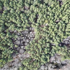 Photo #6 of 431 Icaria Rd, Tyner, NC 72.0 acres