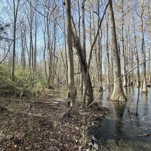 Photo #42 of 431 Icaria Rd, Tyner, NC 72.0 acres