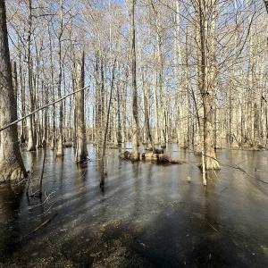 Photo #43 of 431 Icaria Rd, Tyner, NC 72.0 acres